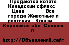 Продаются котята Канадский сфинкс › Цена ­ 15 000 - Все города Животные и растения » Кошки   . Кировская обл.,Сошени п.